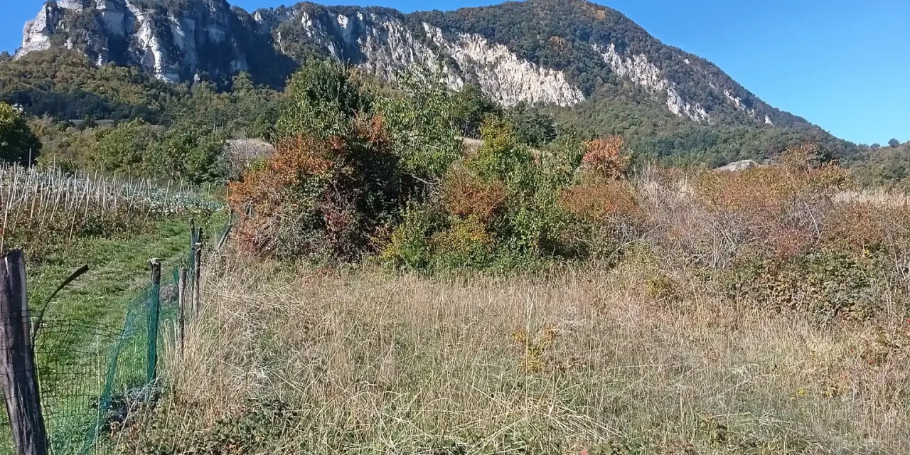 Burzanella-Montòvolo